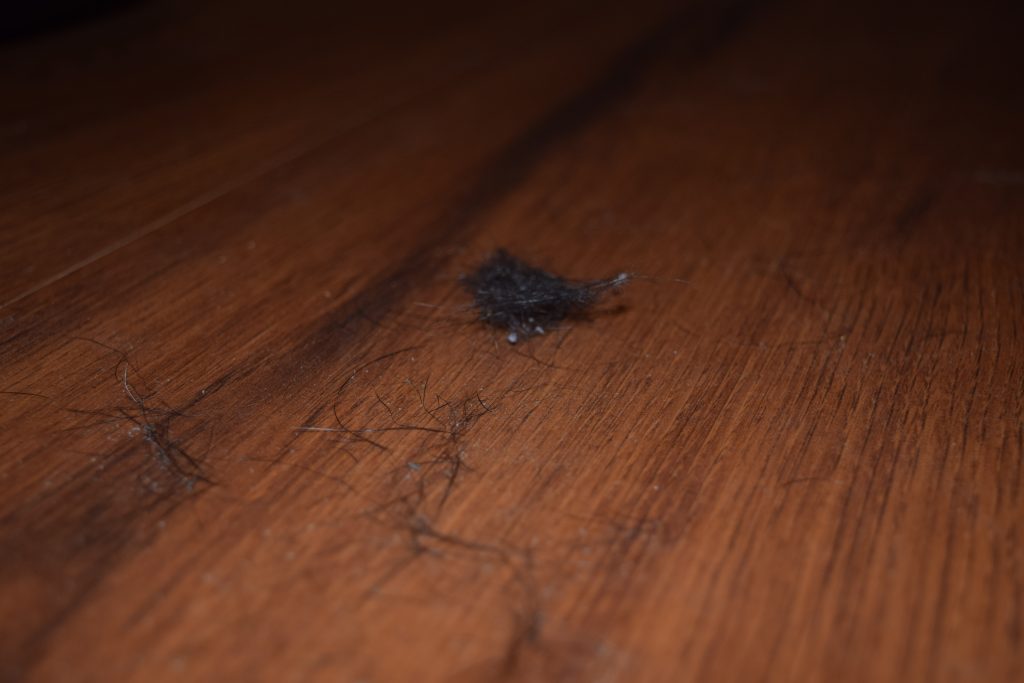 Dog Hair