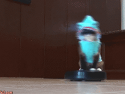 cat on a roomba
